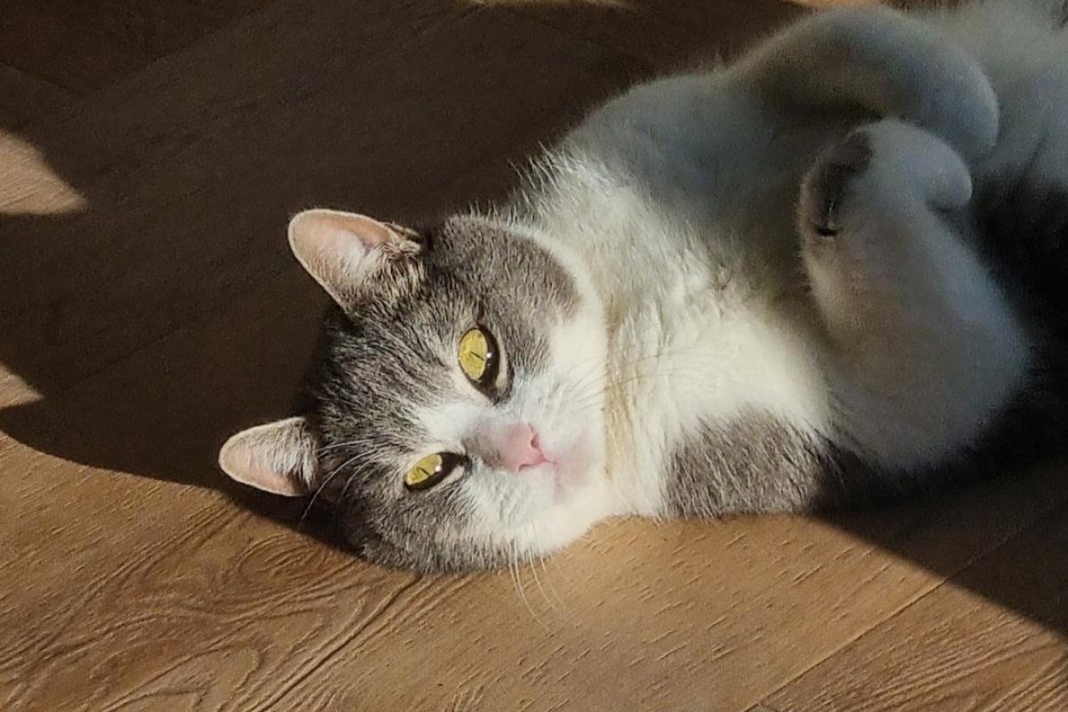 Bob