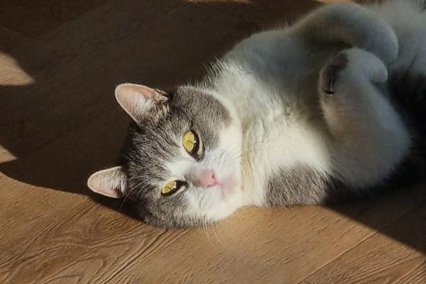 Bob