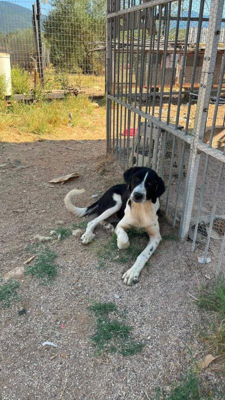Pearl