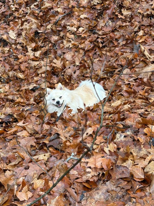 Paco