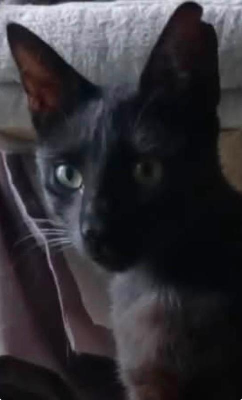 Niko