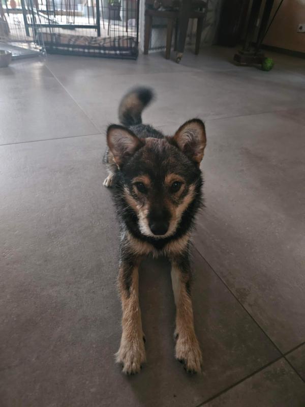 Kai
