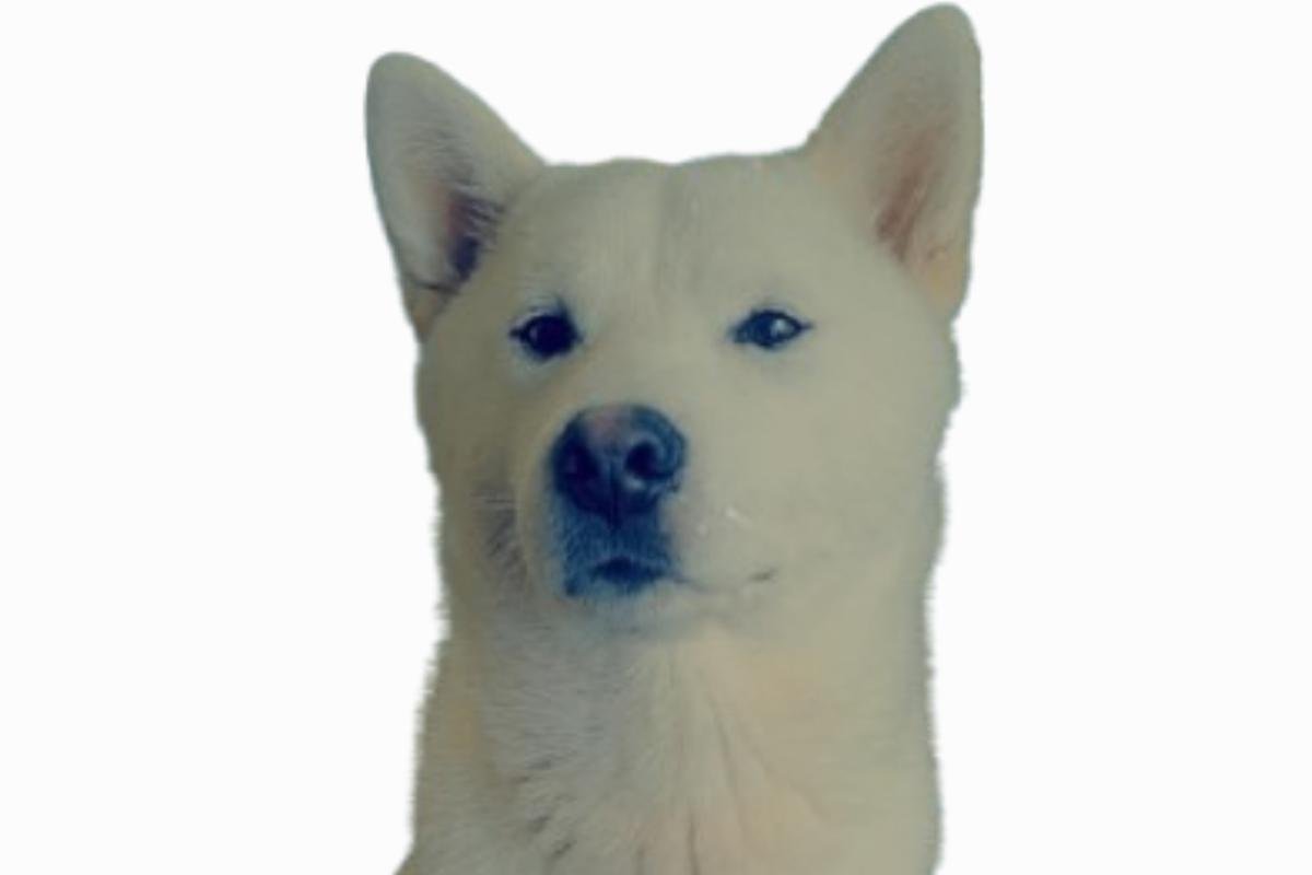 Shiro