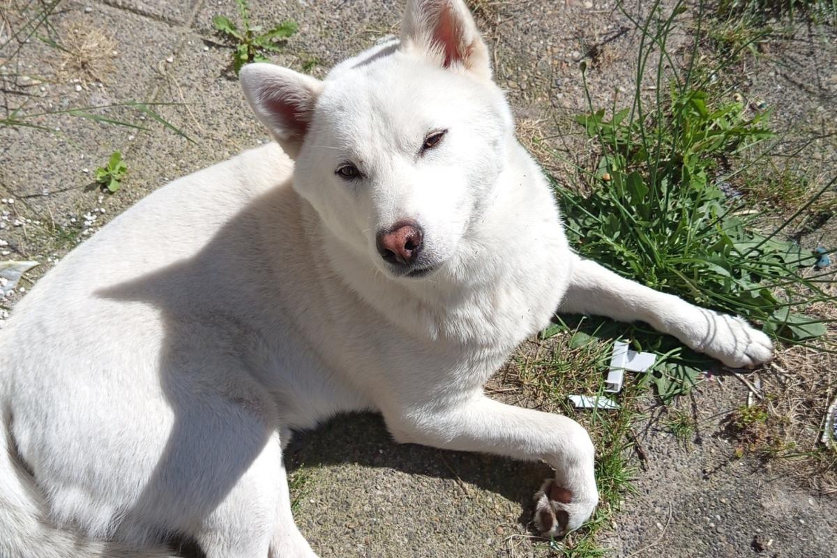 Shiro