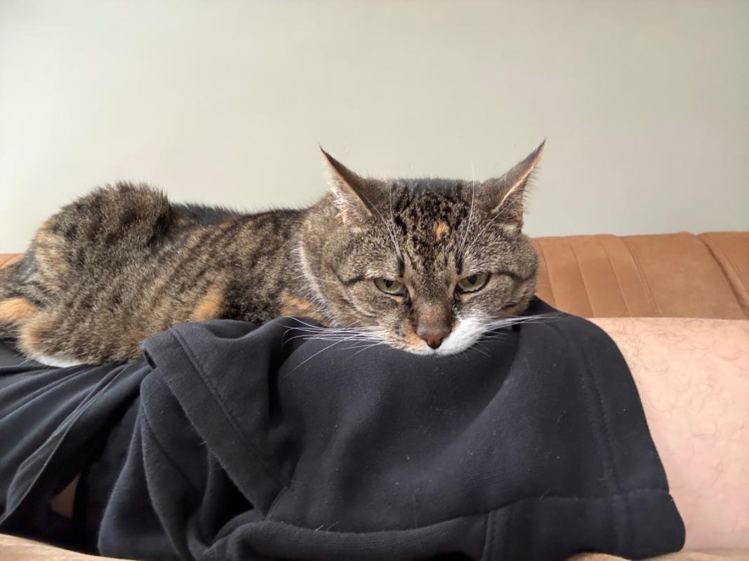 Pookie