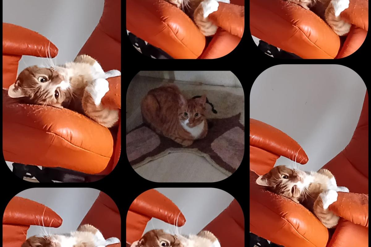 Enzo