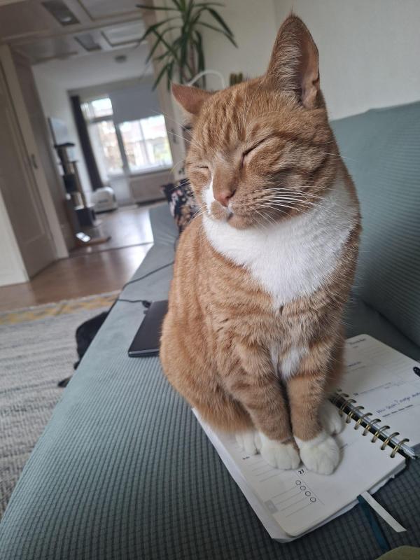 Enzo