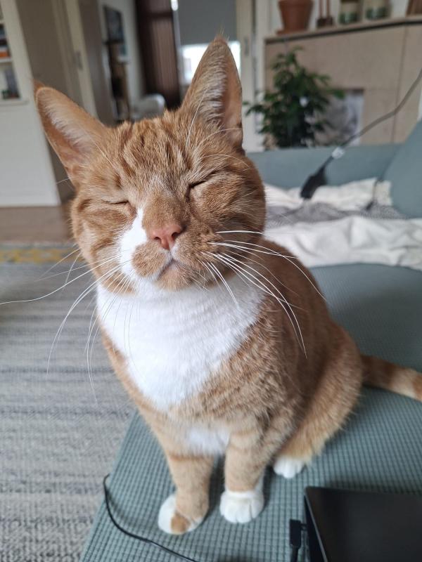 Enzo