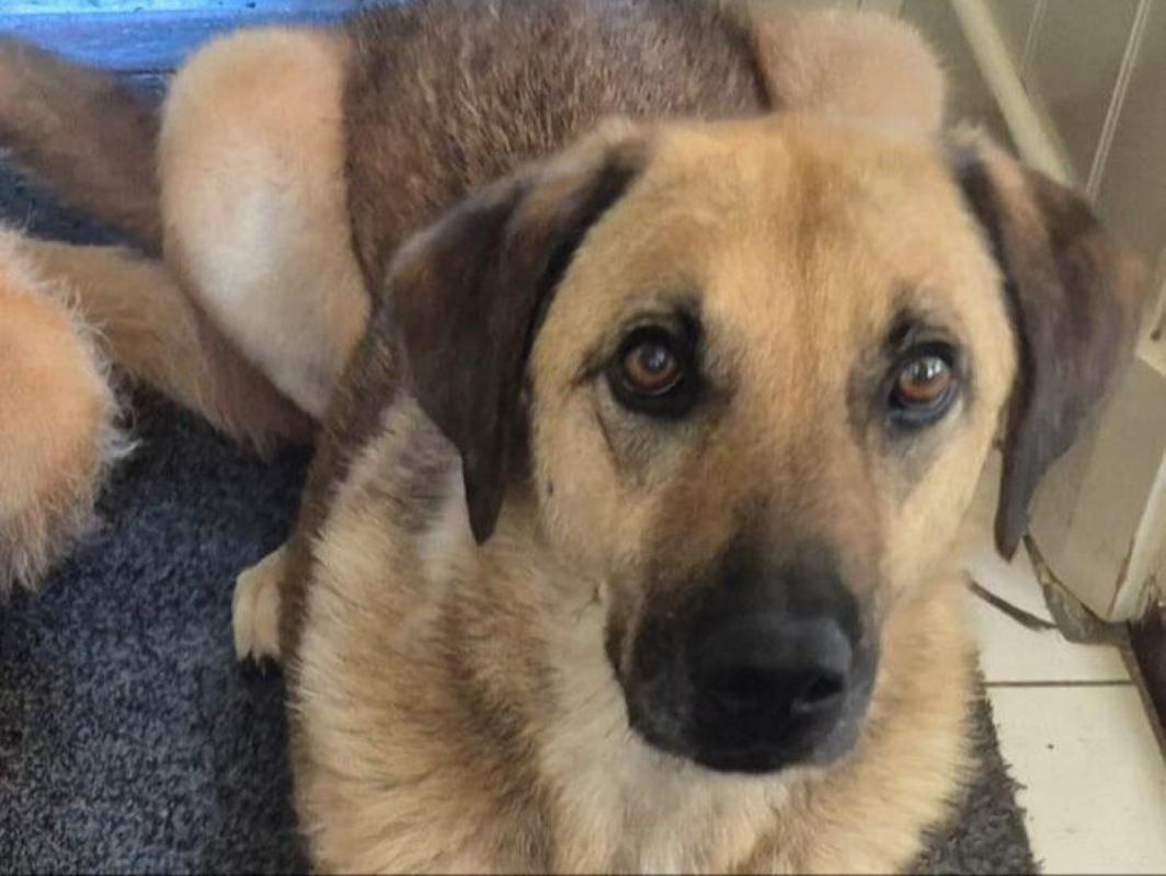 Ludwig (Loudie)