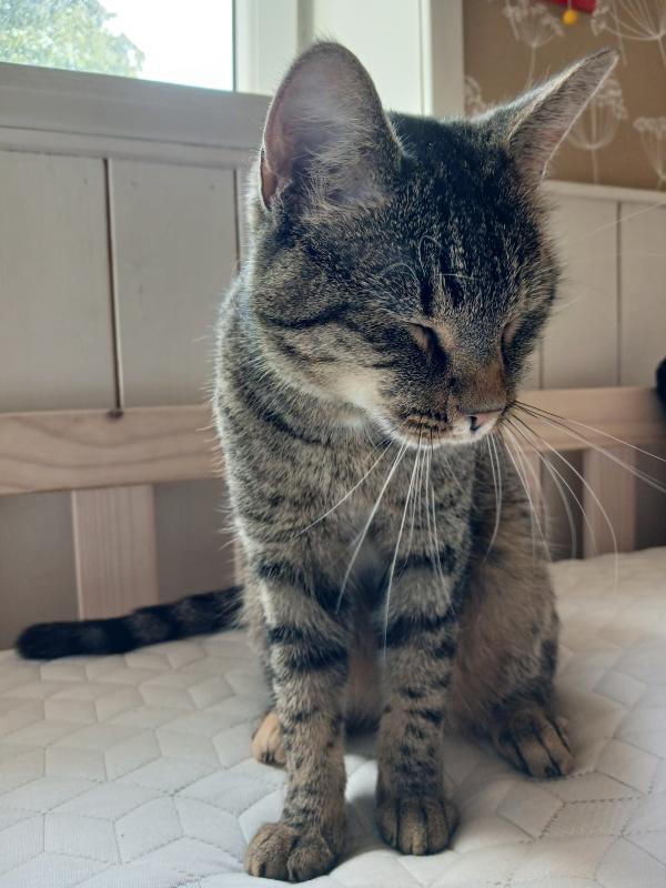 Otilla