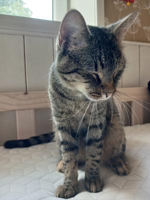 Otilla