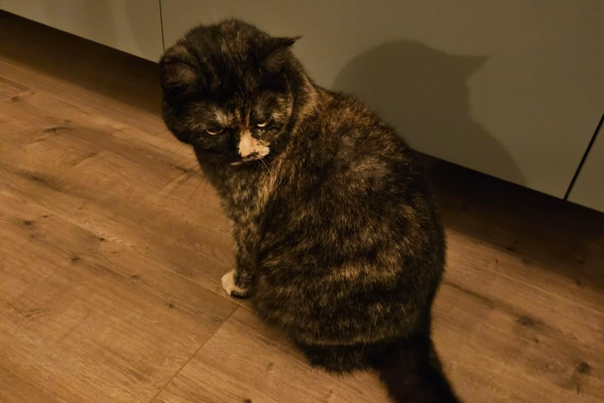 Nala
