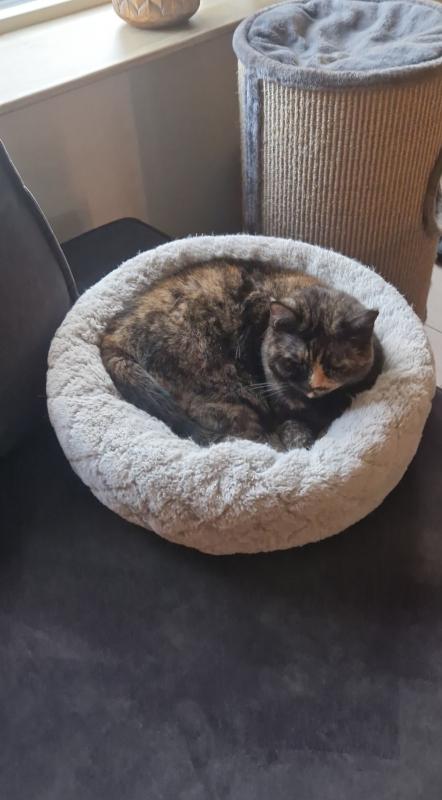 Nala