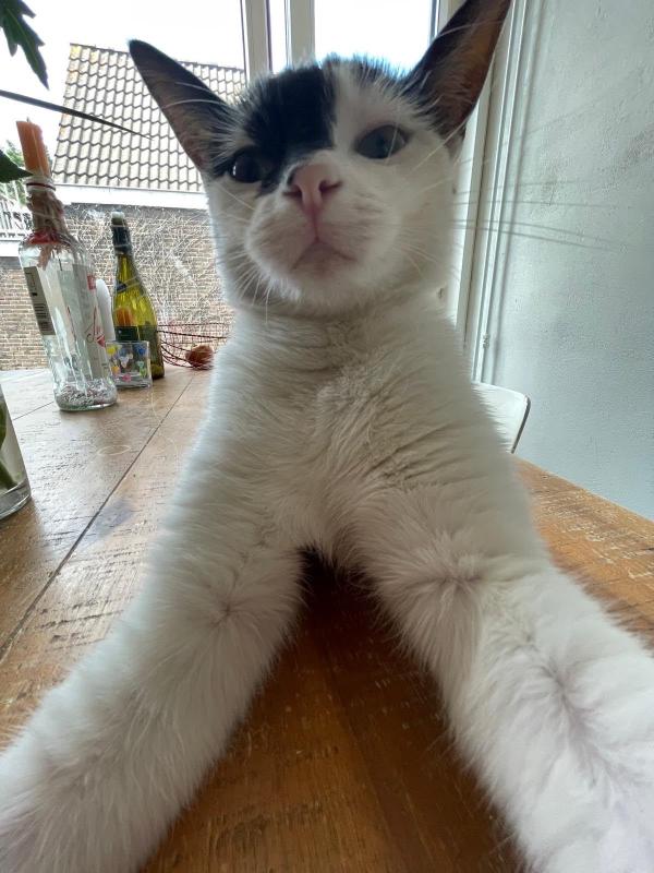 Puk