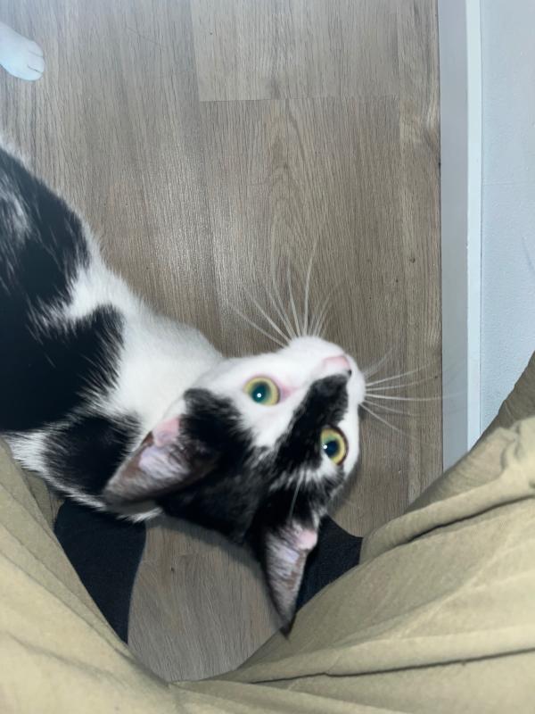 Puk