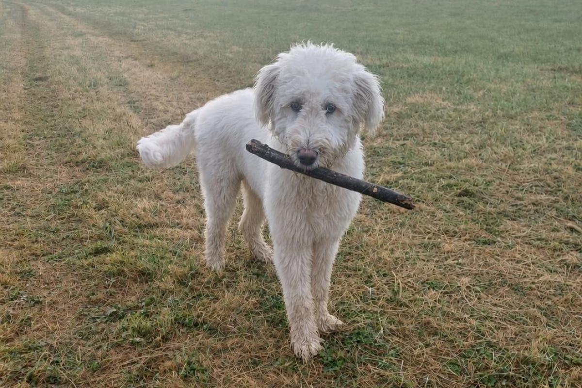 Max