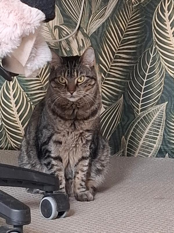 Desie