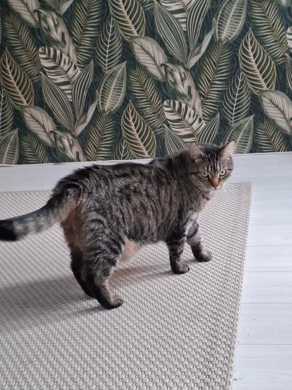 Desie