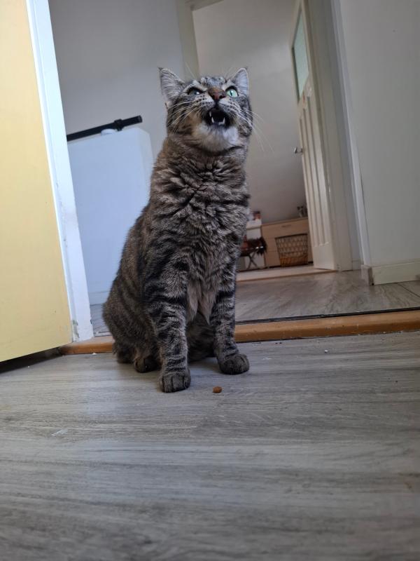 Desie