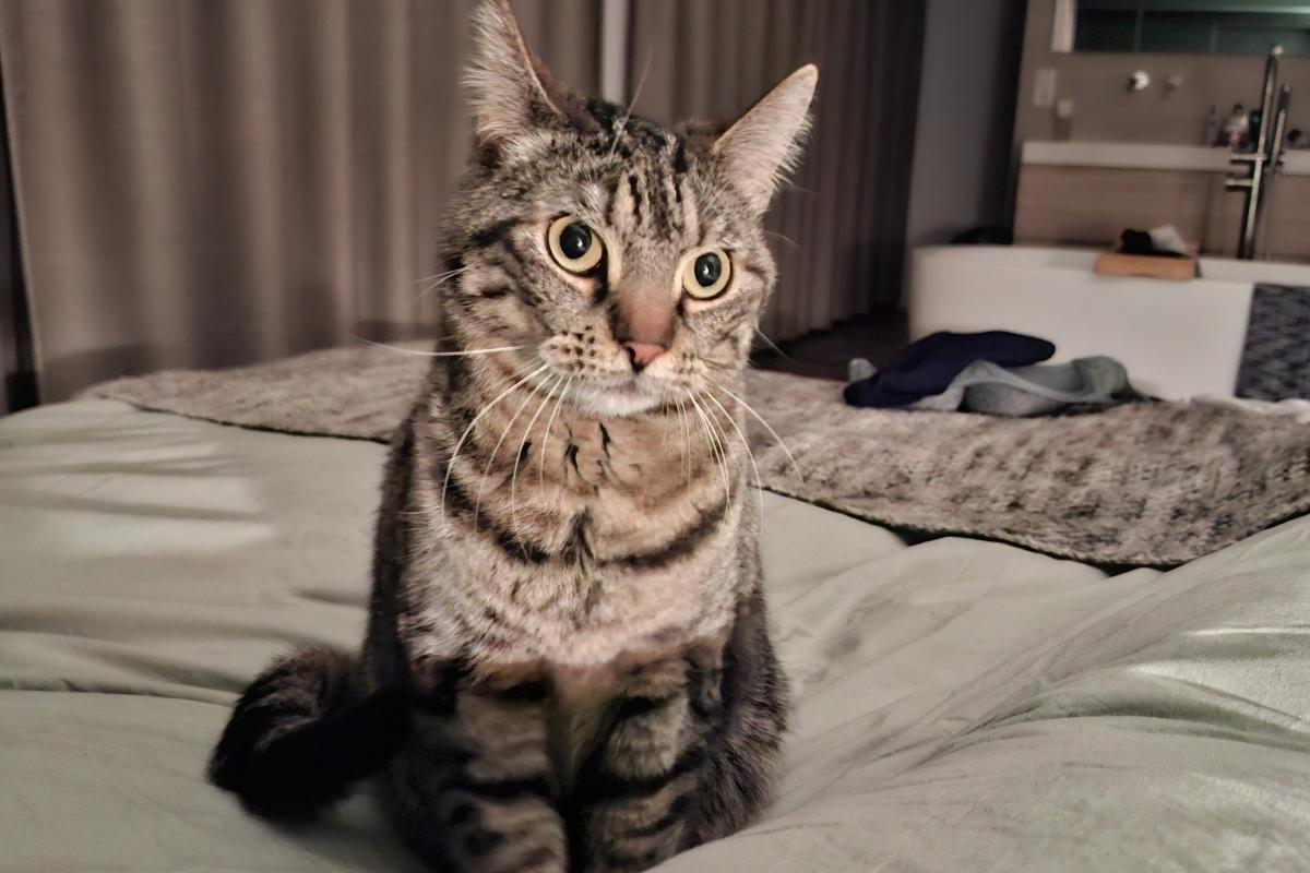 Desie