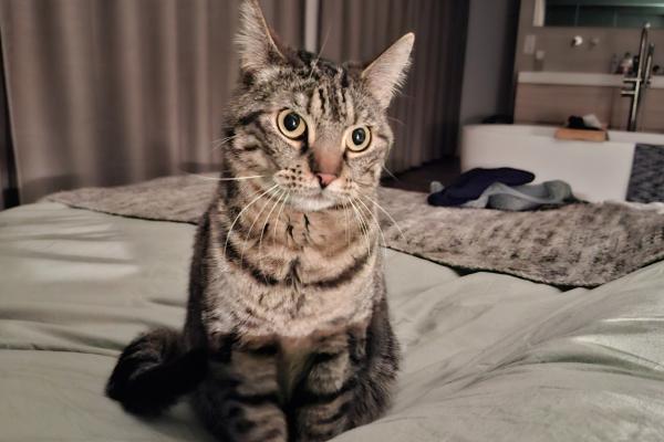 Desie