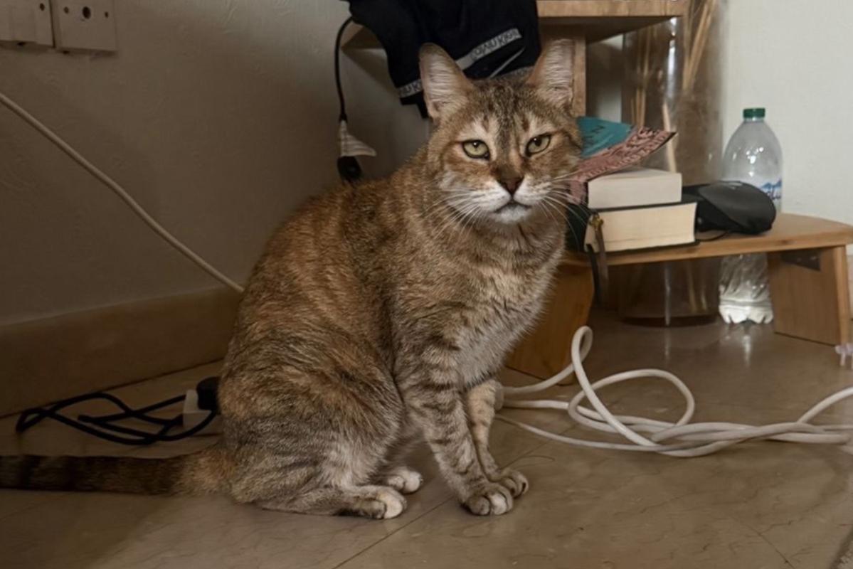 Judi