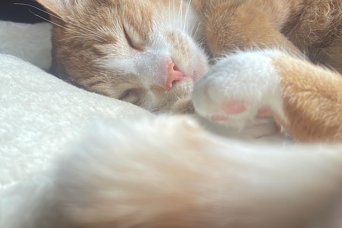 Max