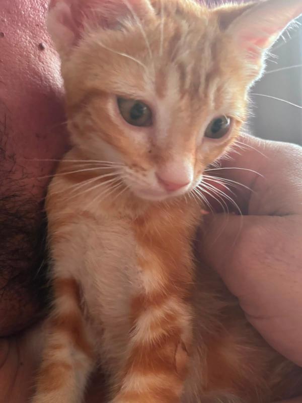 Isodoro