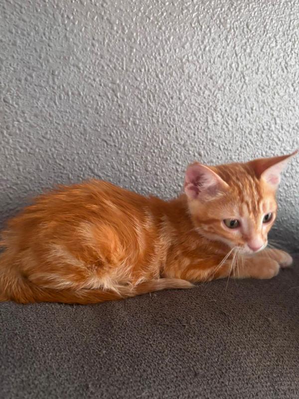 Isodoro