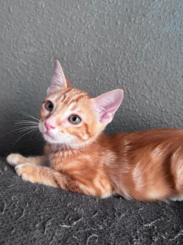 Isodoro