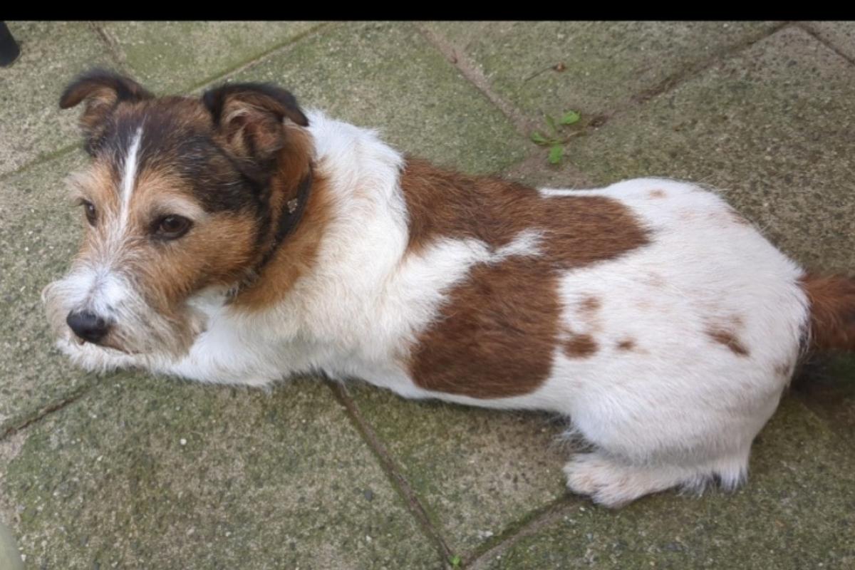 Hessel