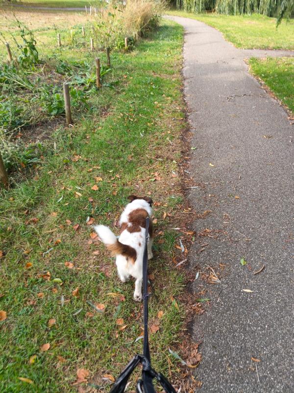 Hessel