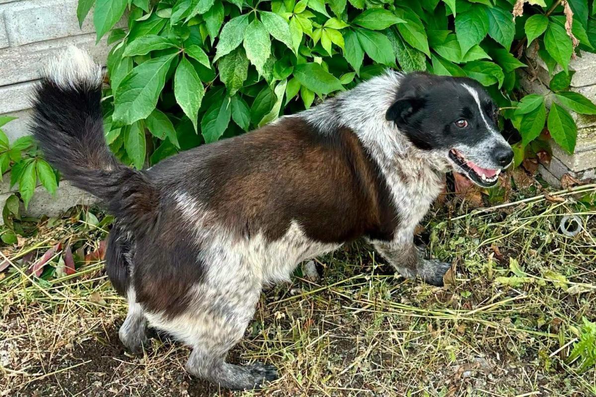 Boczek