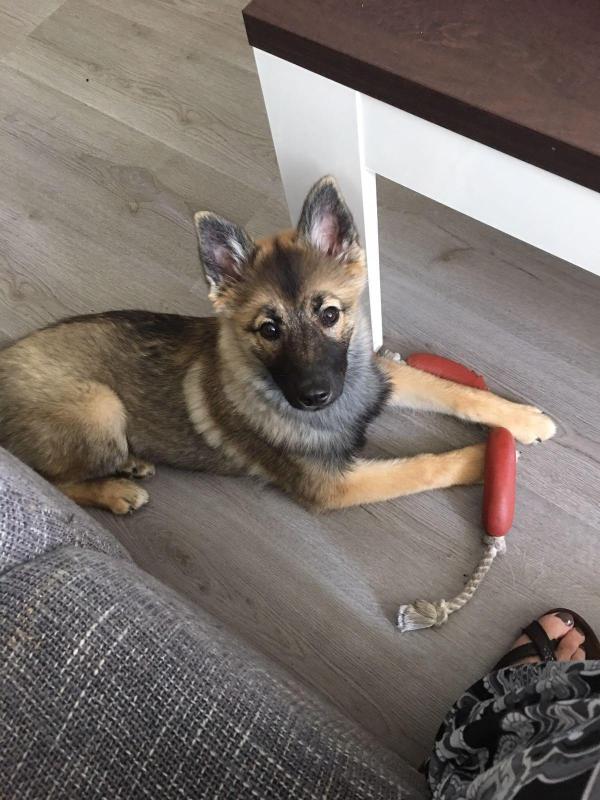 Shila