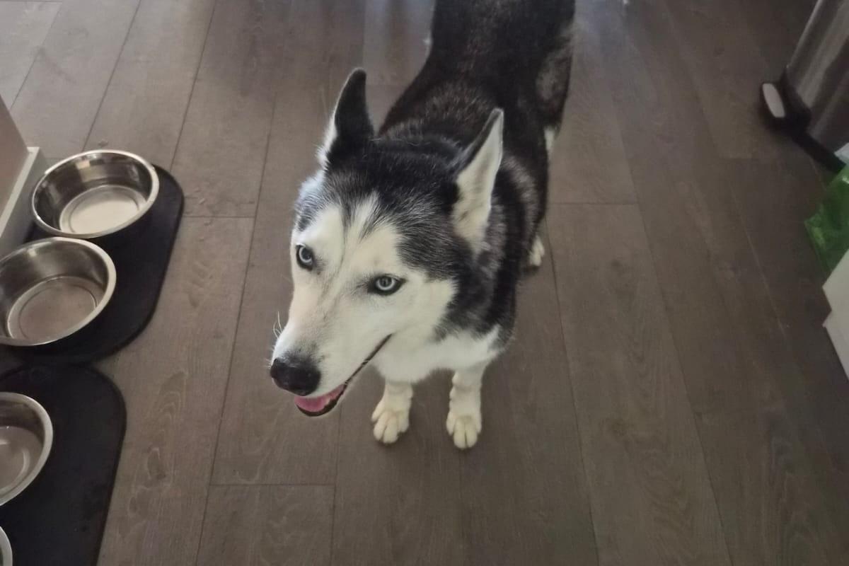 Laika