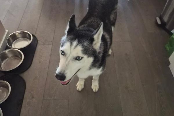 Laika
