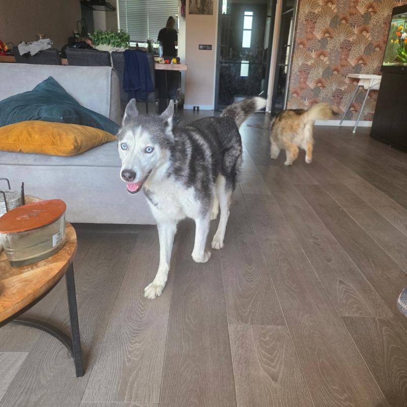 Laika