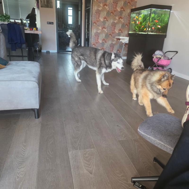 Laika