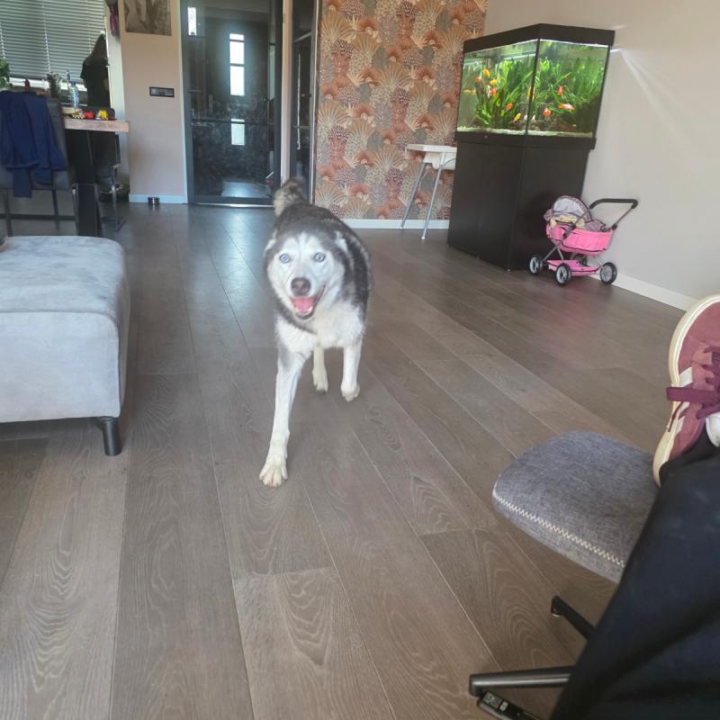 Laika