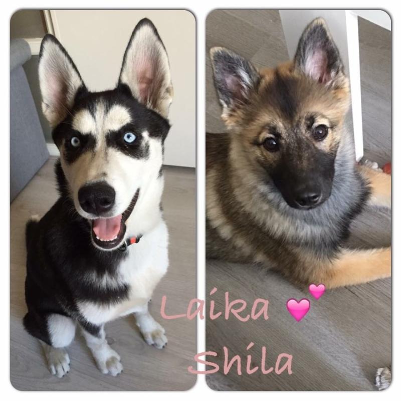 Laika