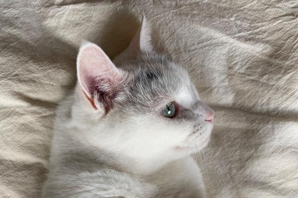 Pixel