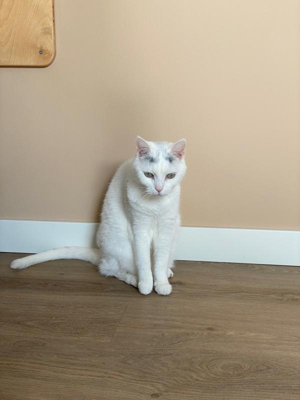 Pixel