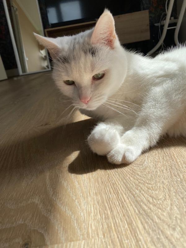 Pixel
