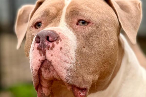 Dozer