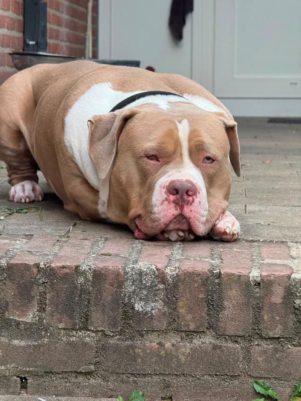 Dozer