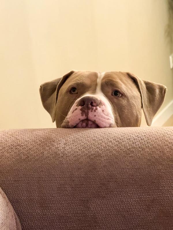 Dozer