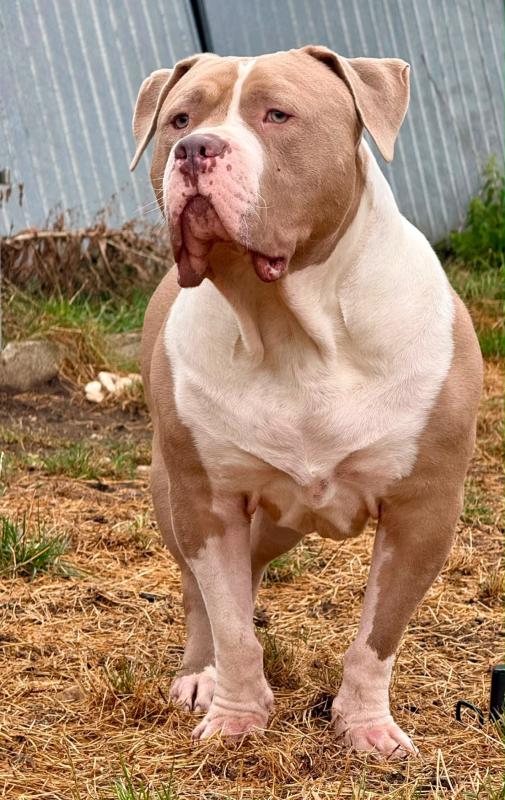 Dozer