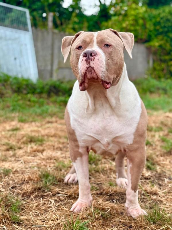 Dozer
