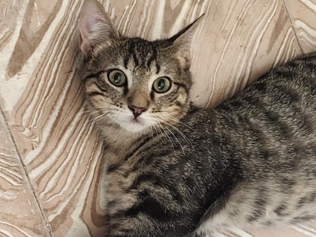 Leo