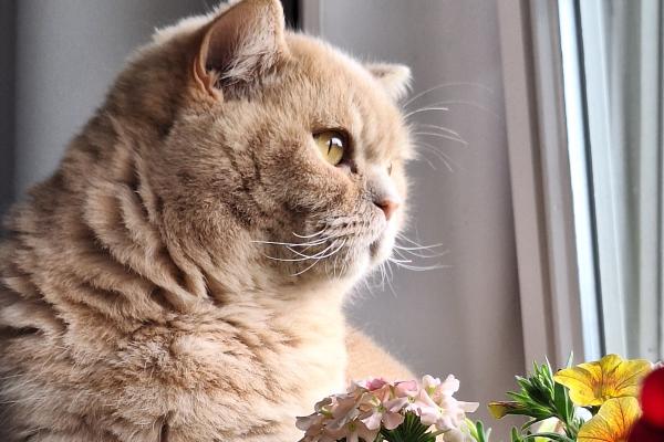 Maurice